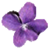 violet uml editor icon