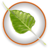 bodhi linux icon