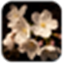cherry blossom wallpapers icon