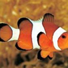 clownfish for skype icon