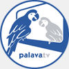 Alternativas para Palava.tv